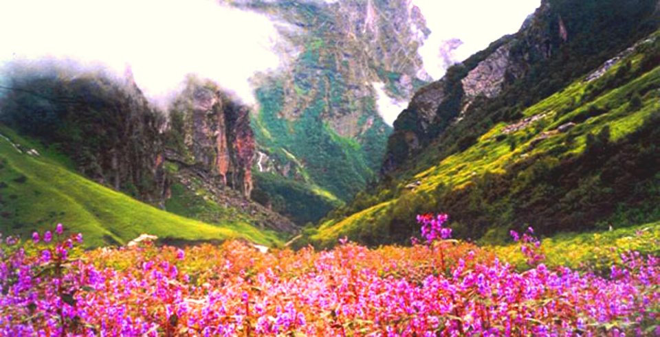 Tempo traveller for valley of flowers Tempo traveller for valley of flowers