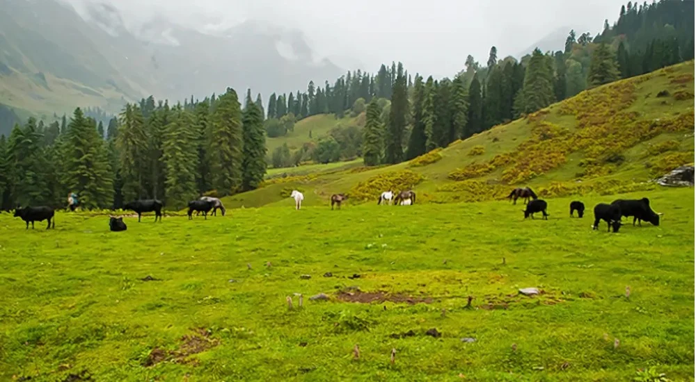 great himalayan national park, tempo traveller hire for kullu