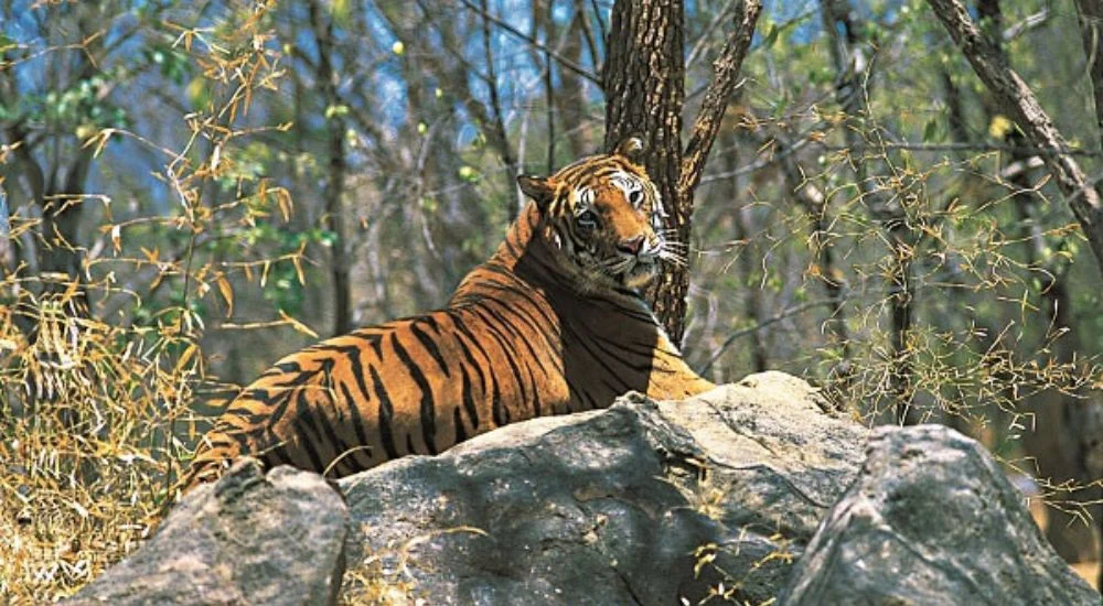achanakmar wildlife sanctuary