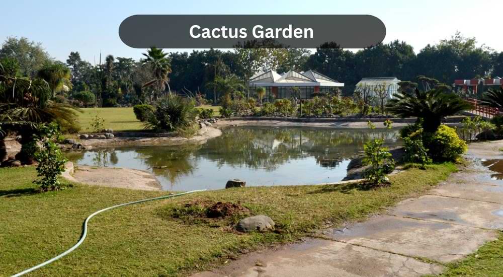 cactus garden