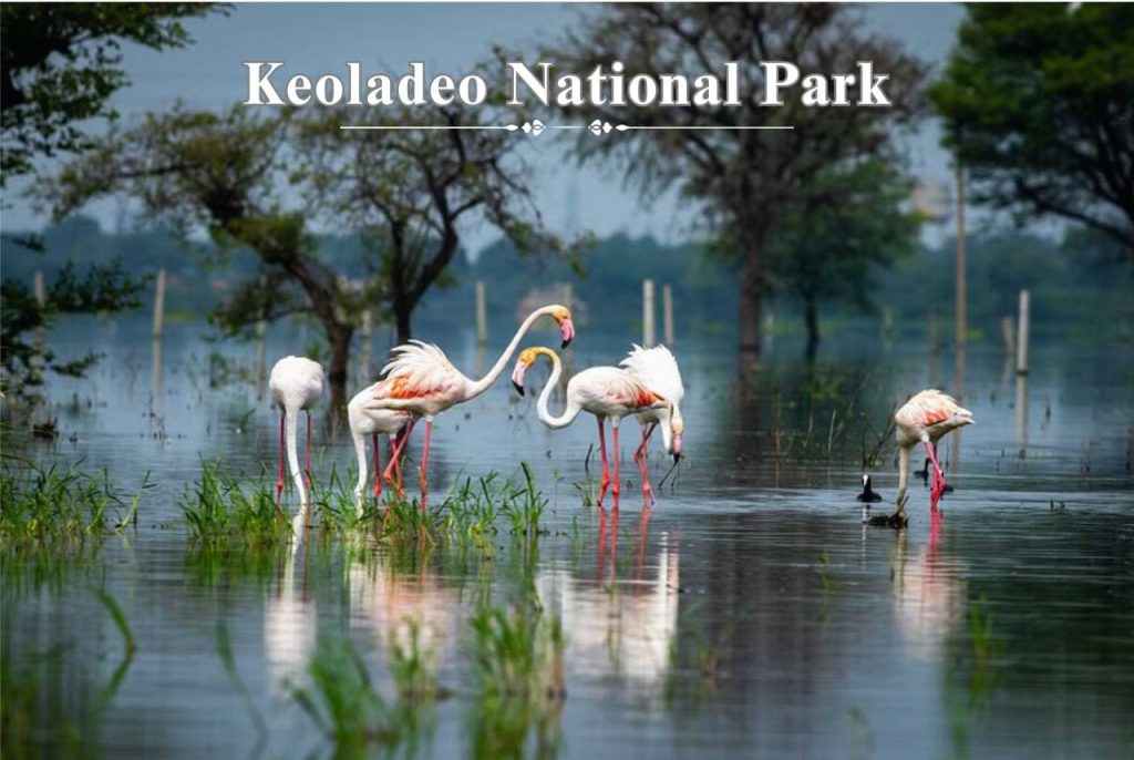 Tempo Traveller For Bharatpur Tour Best Way To Enjoy Trip Tempo Traveller For Bharatpur Tour Best Way To Enjoy Trip