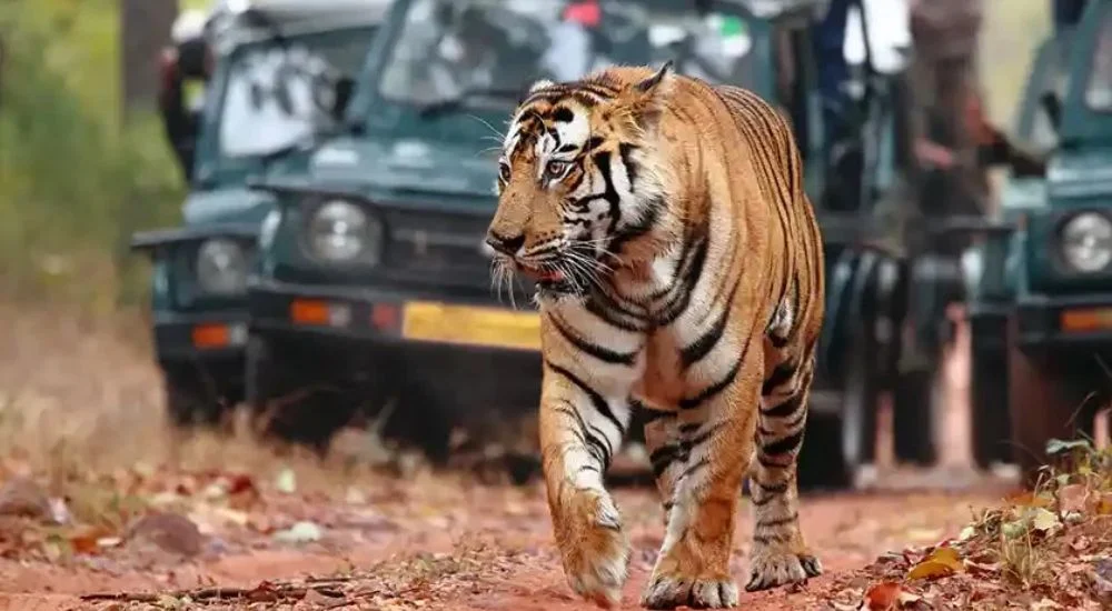 sariska national park, tempo traveller for sariska