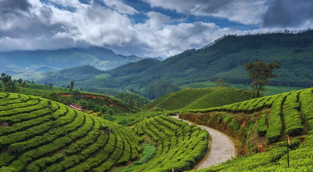 darjeeling tea gardens