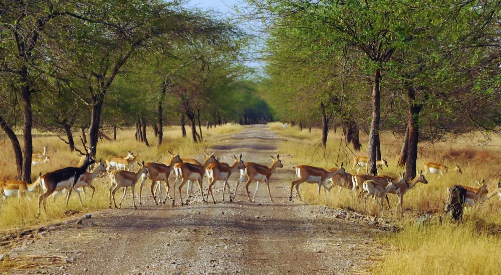 gir national park