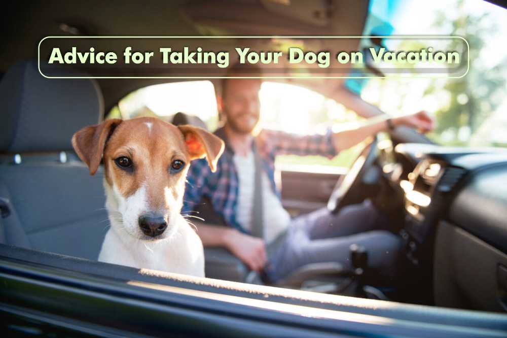 Advice for Taking Your Dog on Vacation