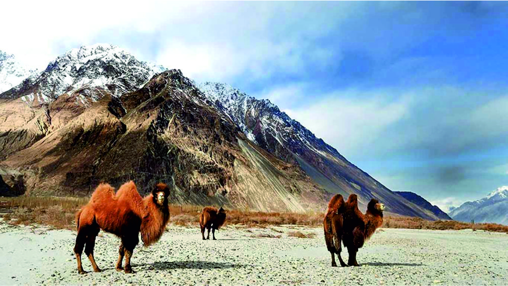 Hemis-National-Park