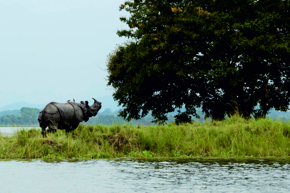 Kaziranga-National-Park