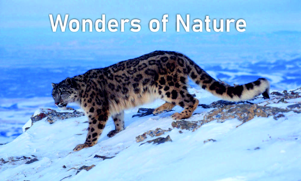 Wonders of Nature: Exploring National Parks and Wildlife Sanctuaries in Northern India