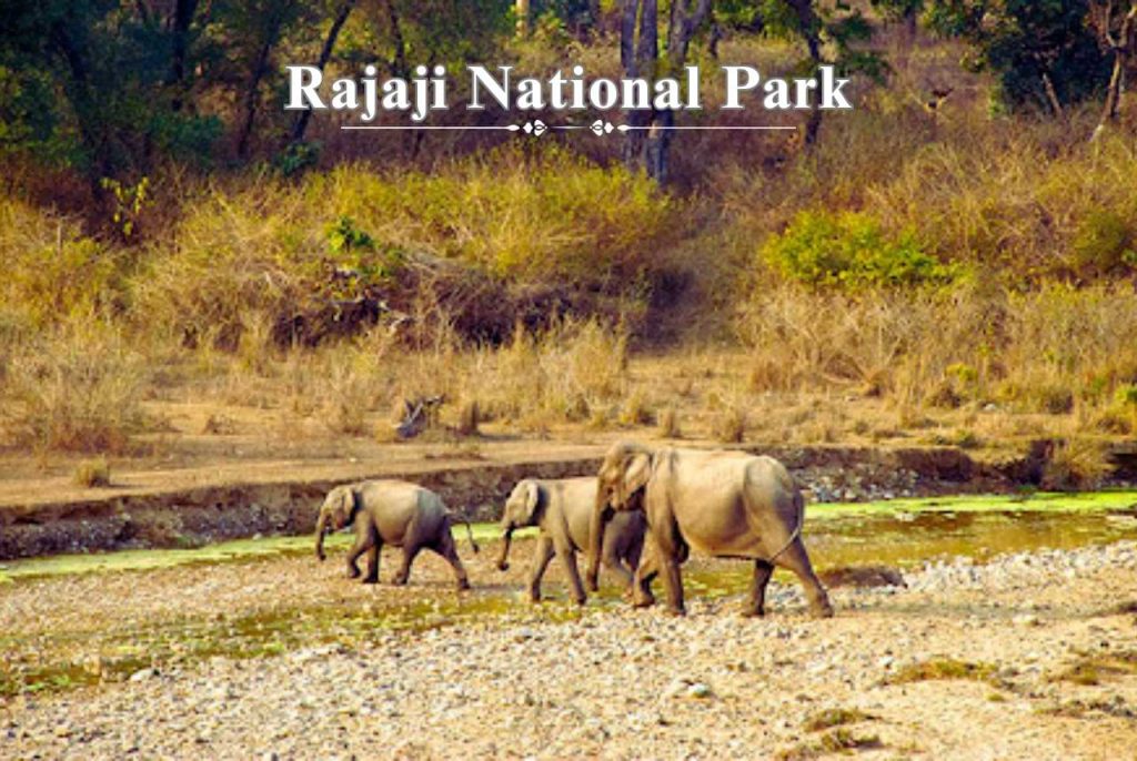 rajaji national park