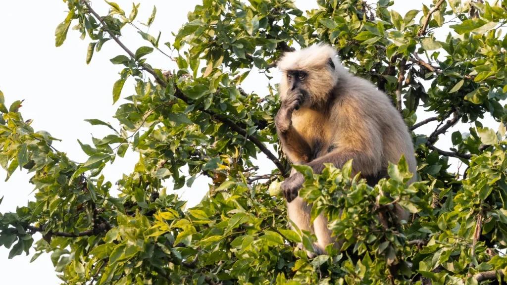 Jim Corbett