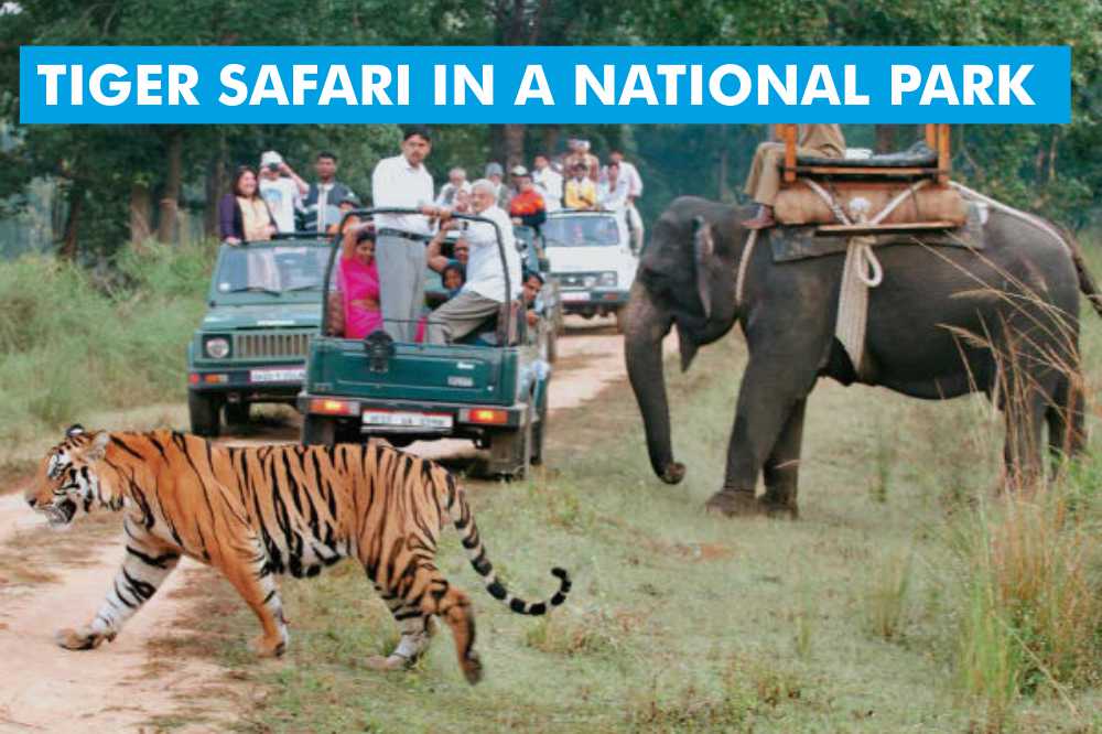 TIGER-SAFARI-IN-A-NATIONAL-PARK